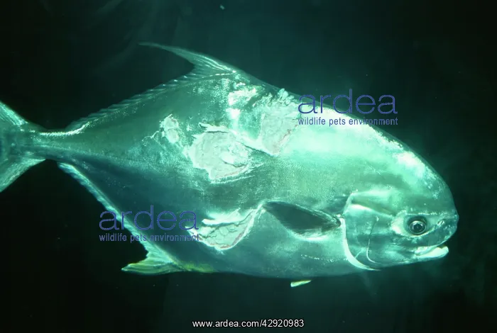: Injured Fish - shark bites on Pompano : Injured Fish - shark bites on Pompano
