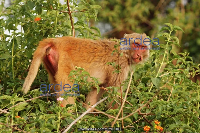 : Injured Rhesus Monkey : Injured Rhesus Monkey