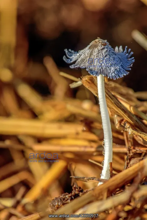 : Inkcap on a dunghill, Fruiting mass of hundreds : Inkcap on a dunghill, Fruiting mass of hundreds