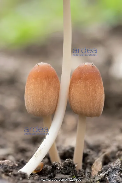  : Inkcap fungus - Norfolk UK