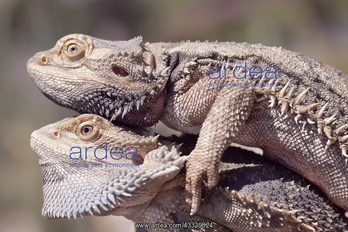 : Inland Bearded Dragon : Inland Bearded Dragon