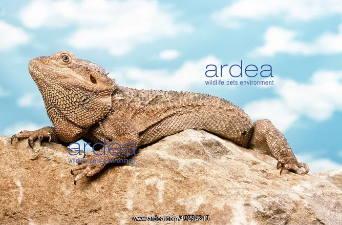 : INLAND BEARDED DRAGON - ON ROCK : INLAND BEARDED DRAGON - ON ROCK