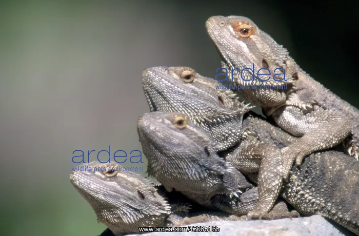 : Inland Bearded Dragons : Inland Bearded Dragons