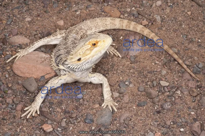 : Inland or central bearded dragon (Pogona vitticeps) : Inland or central bearded dragon (Pogona vitticeps)