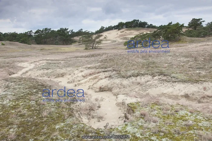 : Inland Dunes near the Elbe river at Klein Schmoelen : Inland Dunes near the Elbe river at Klein Schmoelen