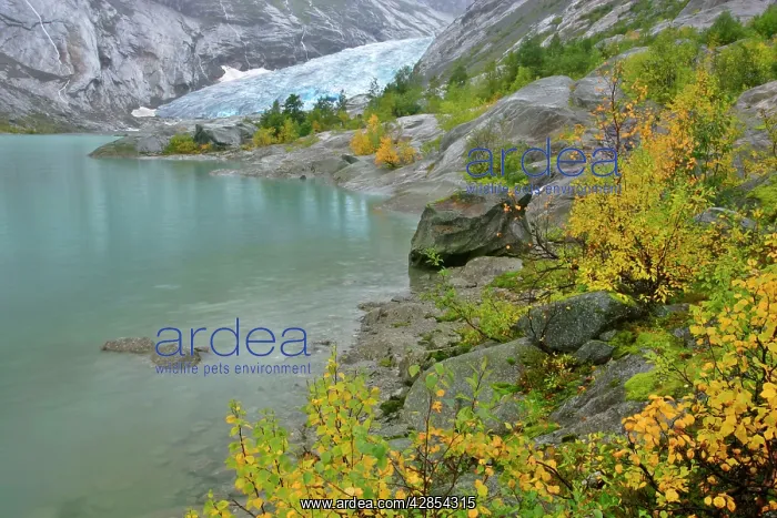 : Inland glacier - with colouful birches and glacier : Inland glacier - with colouful birches and glacier