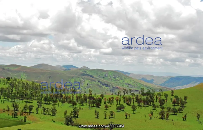 : Inland Madagascar. Reforestation on hills : Inland Madagascar. Reforestation on hills