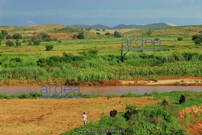 : Inland Madagascar. Zebu taking bath in the : Inland Madagascar. Zebu taking bath in the