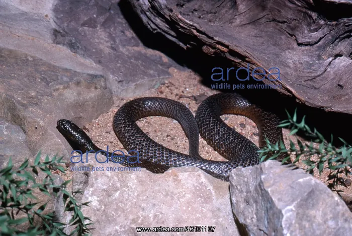: Inland Taipan : Inland Taipan