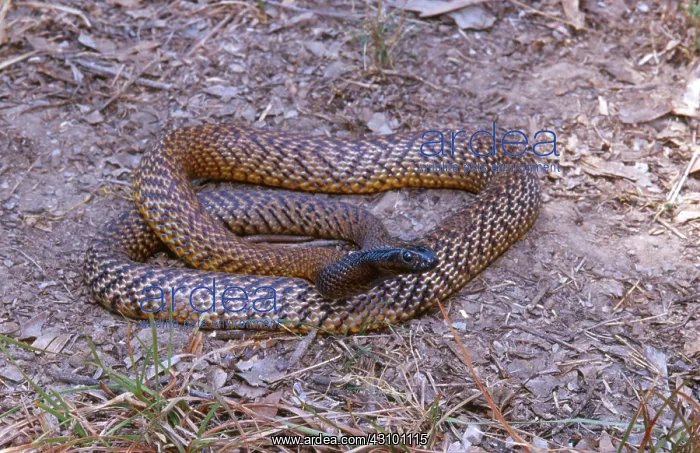 : Inland Taipan : Inland Taipan