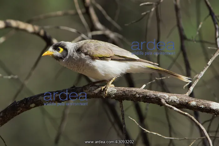 : Inland Thornbill : Inland Thornbill