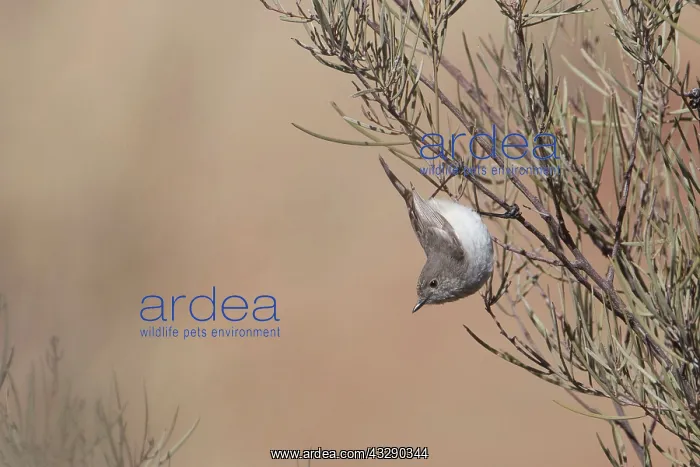 : Inland Thornbill : Inland Thornbill