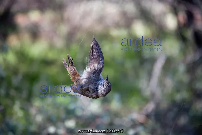 : Inland Thornbill - caught in spider web : Inland Thornbill - caught in spider web