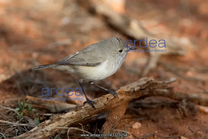: Inland Thornbill - Foraging on the ground - near : Inland Thornbill - Foraging on the ground - near
