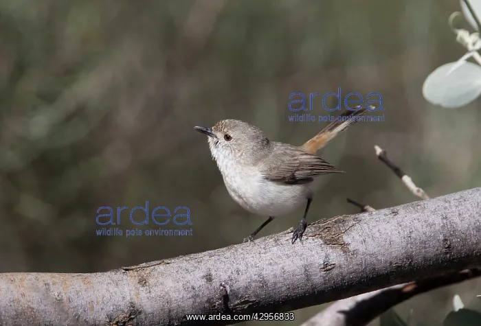 : Inland Thornbill - in mulga scrub near Mt Liebig : Inland Thornbill - in mulga scrub near Mt Liebig