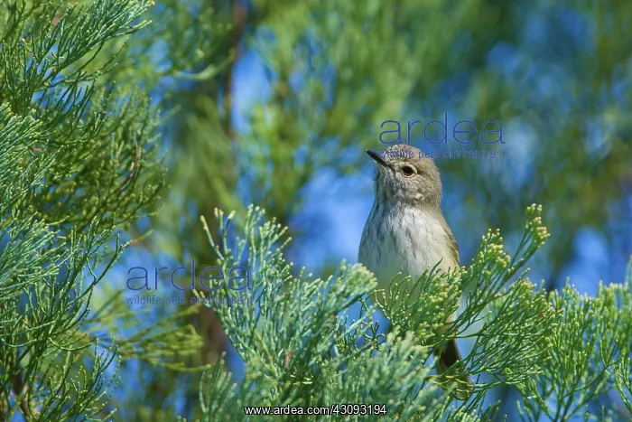 : InlandThornbill : InlandThornbill