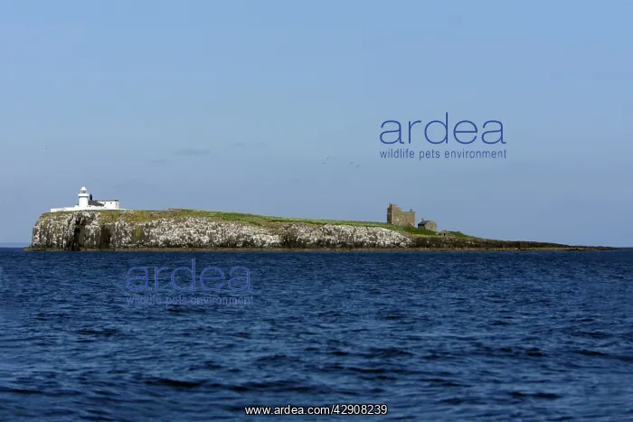 : Inner Farne Island - showing lighthouse and church : Inner Farne Island - showing lighthouse and church