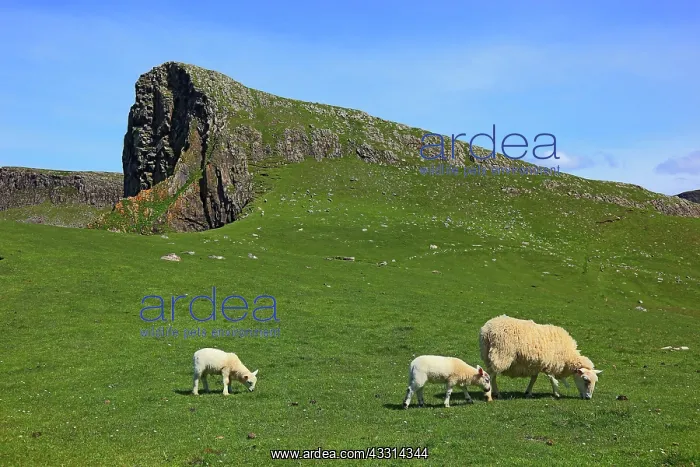 : Inner Hebrides, Isle of Skye, Duirinish Peninsula : Inner Hebrides, Isle of Skye, Duirinish Peninsula