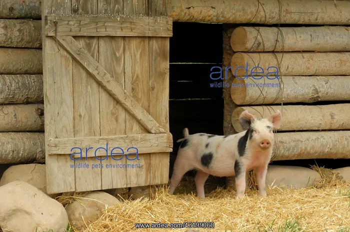 : Inquisitive pig looking out of a pig sty, Ukrainian : Inquisitive pig looking out of a pig sty, Ukrainian