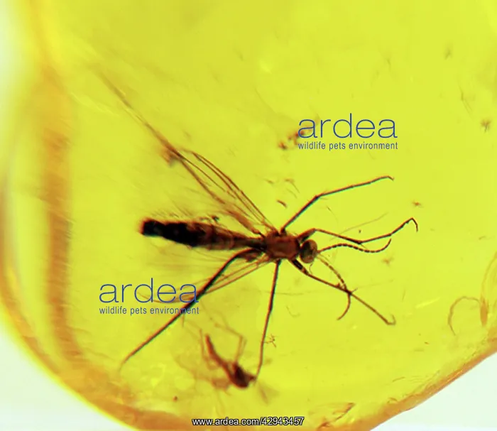 : Insect in amber : Insect in amber