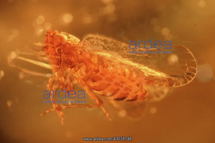 : Insect in Amber : Insect in Amber
