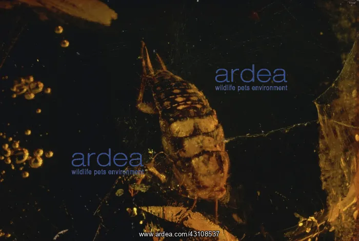 : Insect in Amber : Insect in Amber