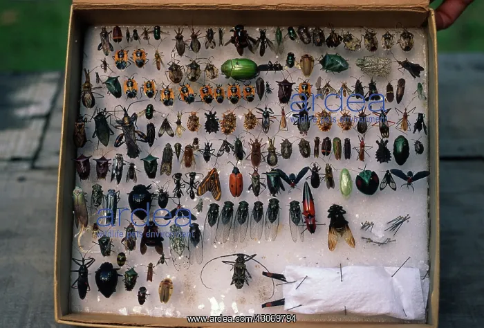 : Insect Collection : Insect Collection