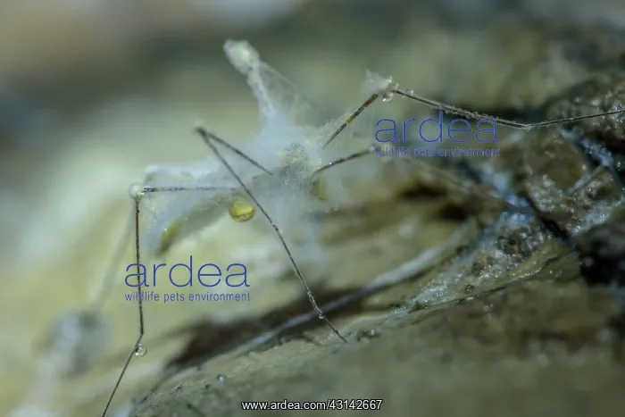 : Insect covered with mold and water in a cave, Cave : Insect covered with mold and water in a cave, Cave