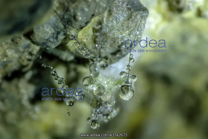 : Insect covered with mold and water in a cave, Cave : Insect covered with mold and water in a cave, Cave