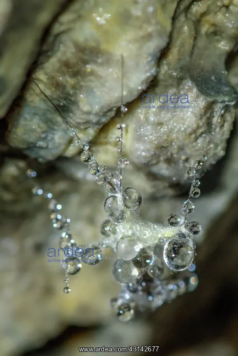 : Insect covered with mold and water in a cave, Cave : Insect covered with mold and water in a cave, Cave