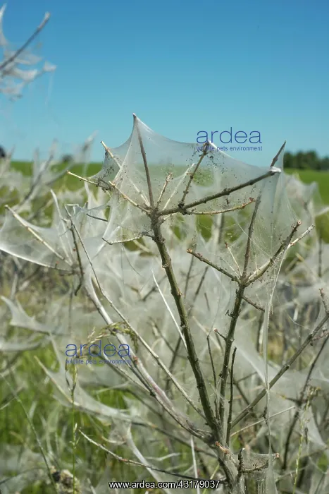 : Insect damage by Ermine butterfly (Yponomeutidae) : Insect damage by Ermine butterfly (Yponomeutidae)