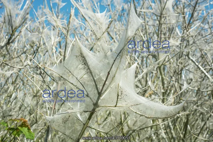 : Insect damage by Ermine butterfly (Yponomeutidae) : Insect damage by Ermine butterfly (Yponomeutidae)