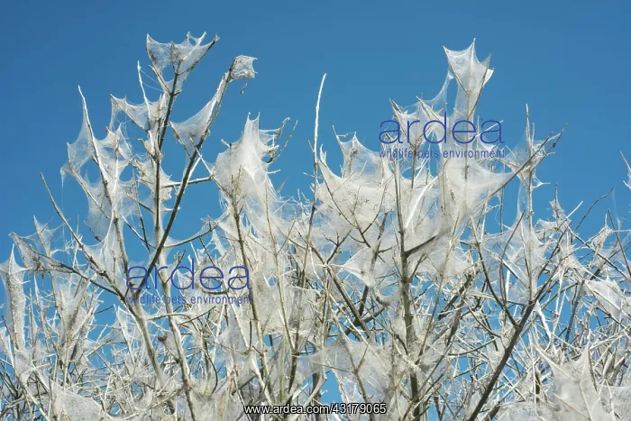 : Insect damage by Ermine butterfly (Yponomeutidae) : Insect damage by Ermine butterfly (Yponomeutidae)