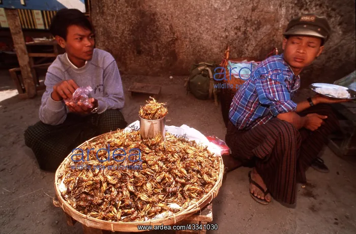 : INSECT EATERS - Eating grasshoppers : INSECT EATERS - Eating grasshoppers