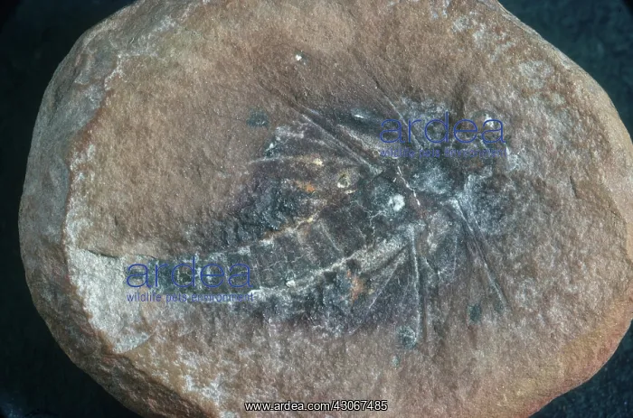 : Insect Fossil : Insect Fossil