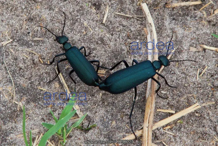 : insect of genus Prionotolytta mating in Kaudom National Par : insect of genus Prionotolytta mating in Kaudom National Par