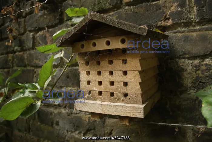 : Insect house : Insect house