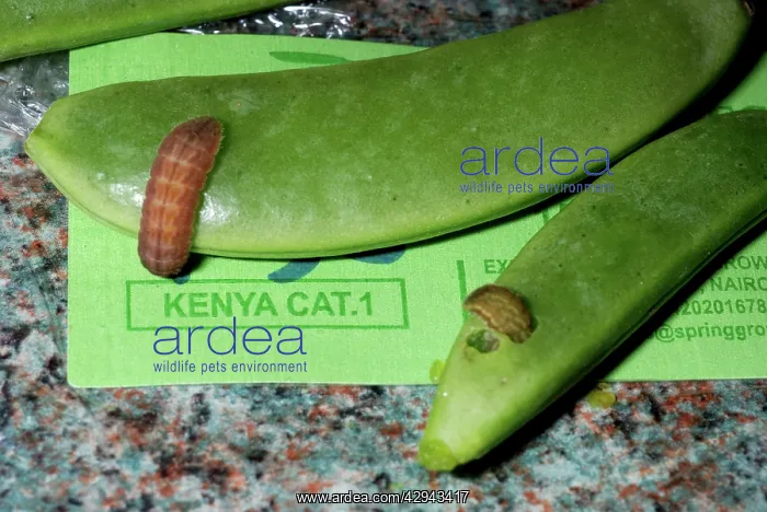 : Insect larvae imported on Sugar Snaps from Kenya (alive) : Insect larvae imported on Sugar Snaps from Kenya (alive)
