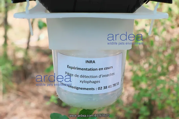 : insect trap detection boring experimentally by INRA : insect trap detection boring experimentally by INRA