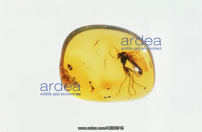 : Insect trapped in AMBER : Insect trapped in AMBER