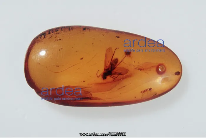 : Insect trapped in AMBER : Insect trapped in AMBER