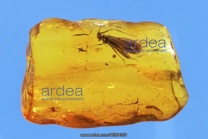 : Insect trapped in amber - Baltic region - 45 million : Insect trapped in amber - Baltic region - 45 million