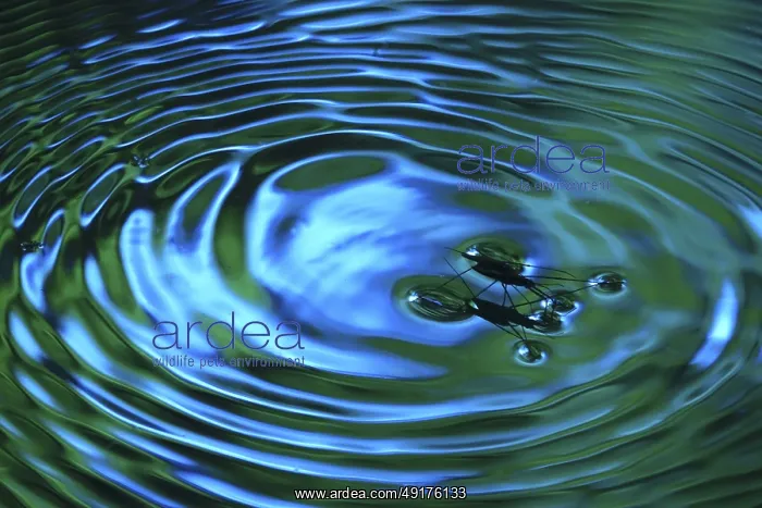 : Insect Water strider (Gerridae) on a river : Insect Water strider (Gerridae) on a river