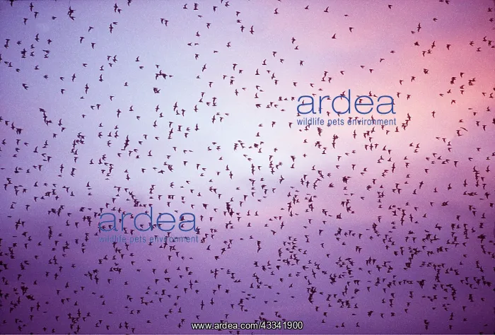 : INSECTIVOROUS BATS - flock leaving cave at dusk to feed : INSECTIVOROUS BATS - flock leaving cave at dusk to feed