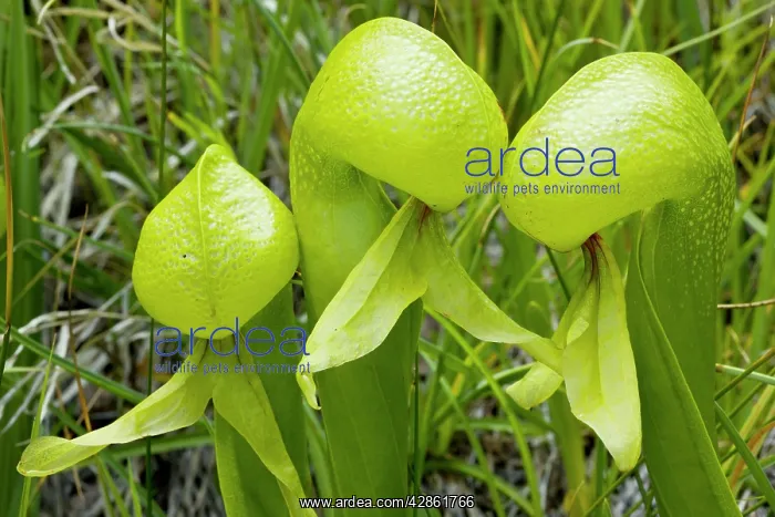 : An insectivorous plant Cobra Lily : An insectivorous plant Cobra Lily
