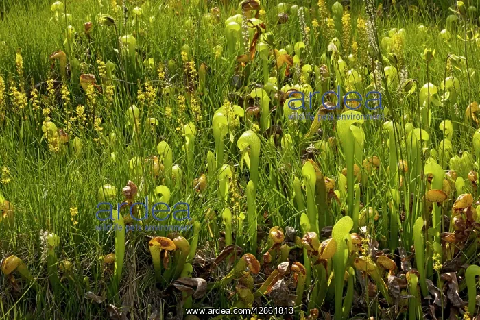 : An insectivorous plant Cobra Lily with bog asphodel : An insectivorous plant Cobra Lily with bog asphodel