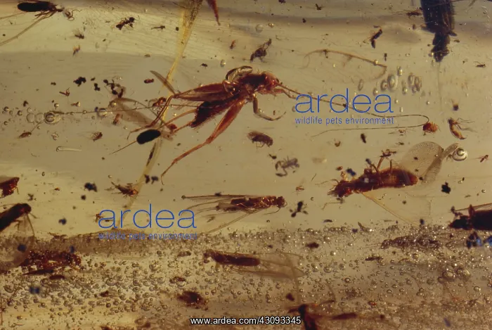 : Insects in Amber : Insects in Amber