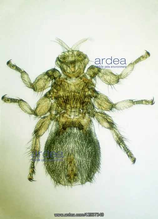  : INSECTS - Sheep Ked  /  Sheep Tick