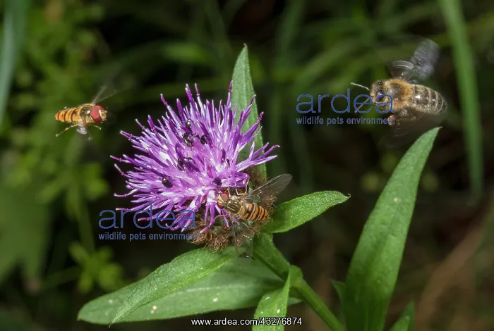 : Insects visiting Common Knapweed, Centaurea nigra : Insects visiting Common Knapweed, Centaurea nigra