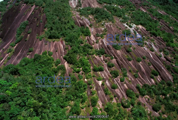 : Inselberg - aerial view French Guiana forest : Inselberg - aerial view French Guiana forest